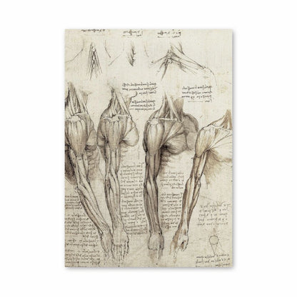 Poster Da Vinci Muscles