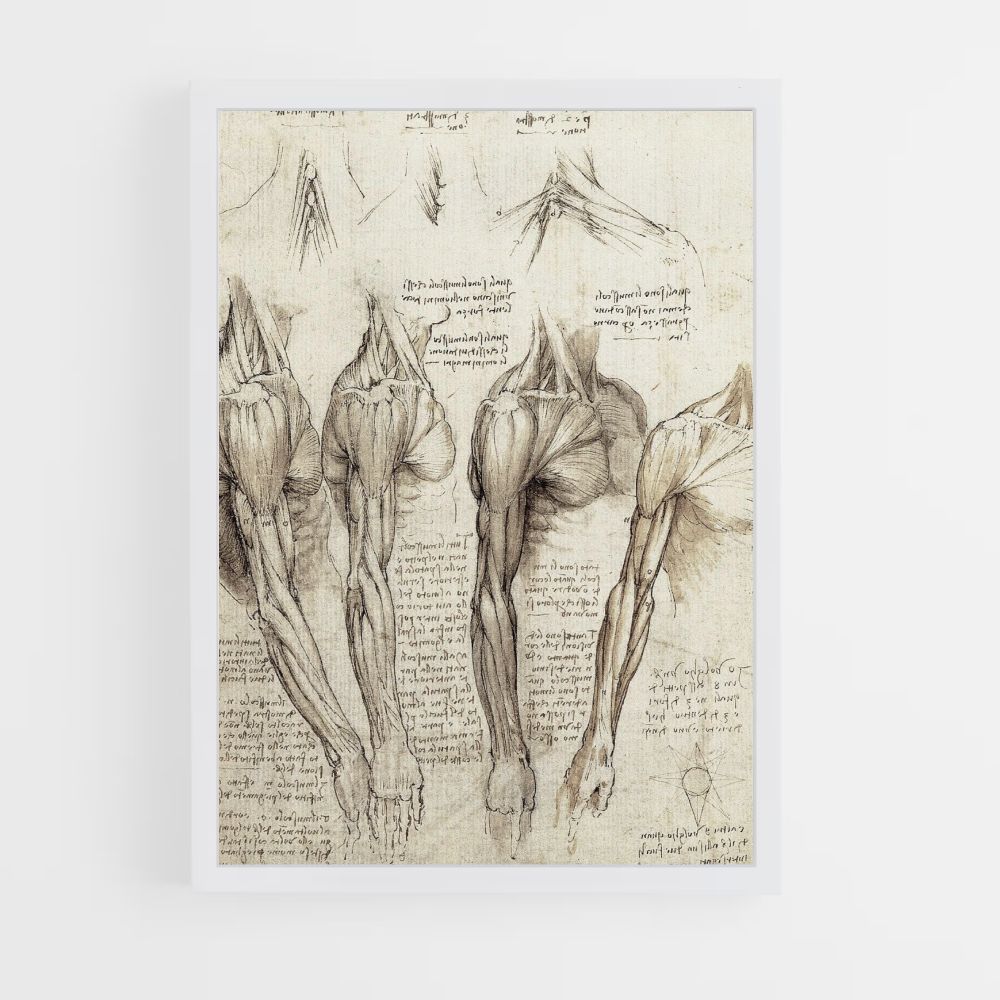 Poster Da Vinci Muscles