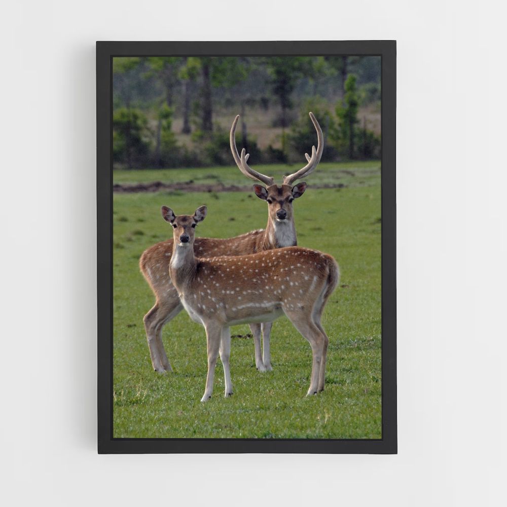 Deer and Doe Poster