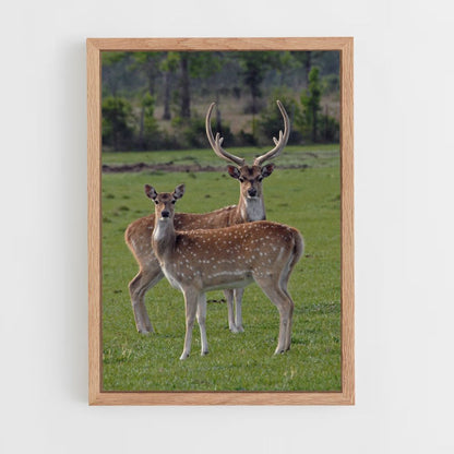 Deer and Doe Poster