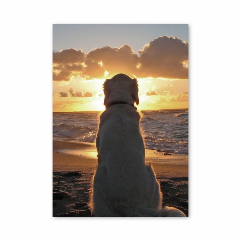 Dog Beach Poster