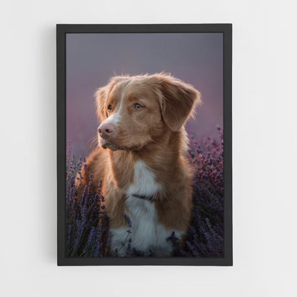 Lavender Dog Poster