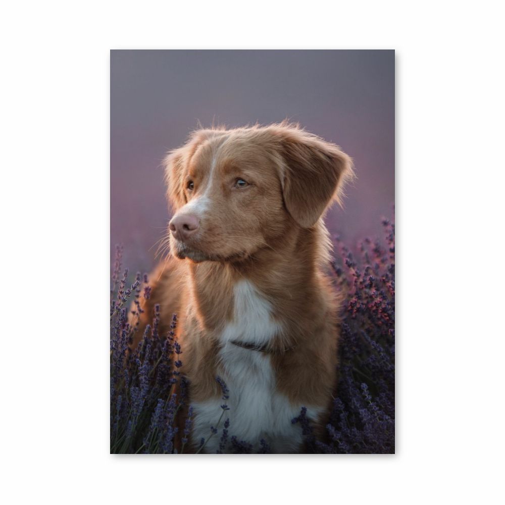 Lavender Dog Poster