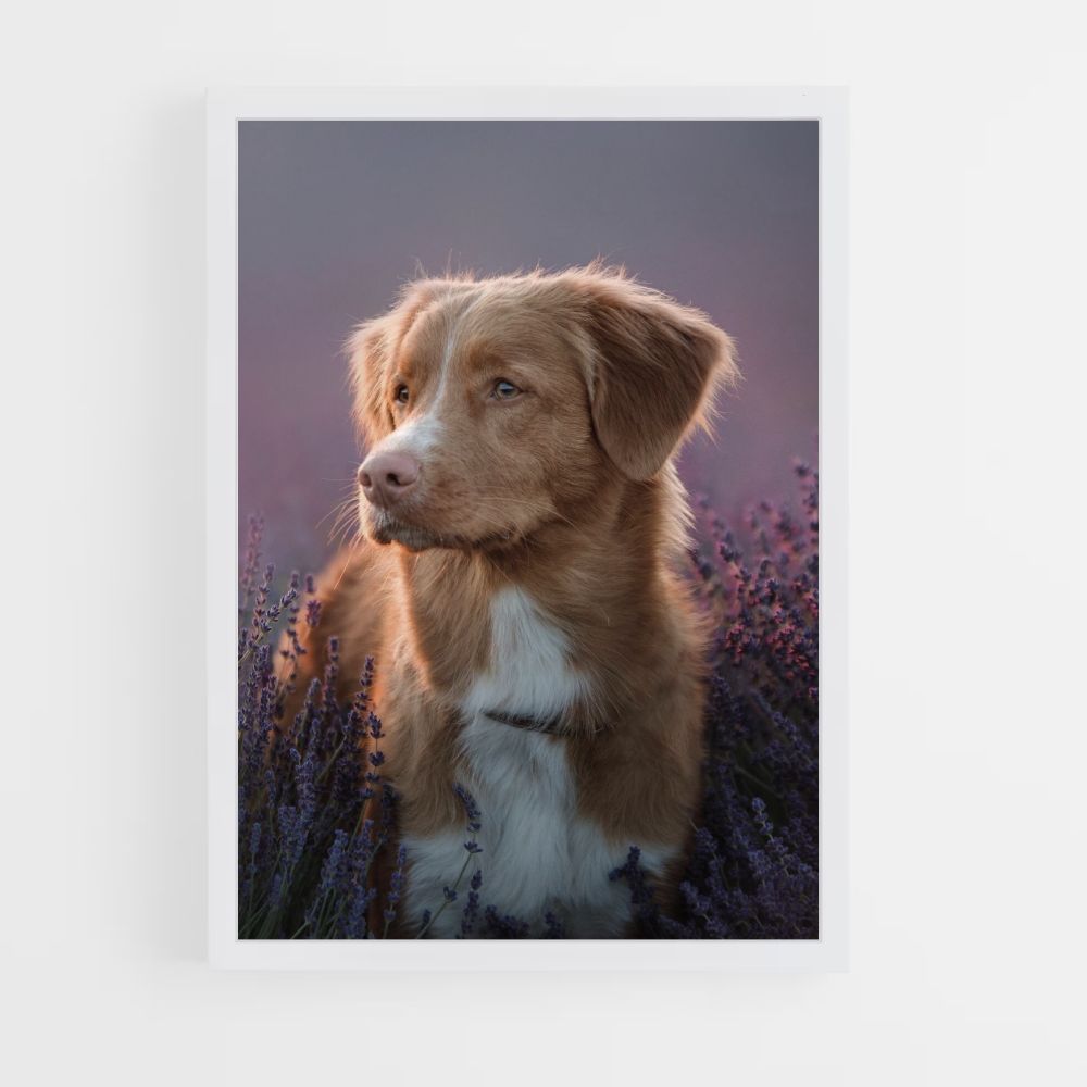 Lavender Dog Poster