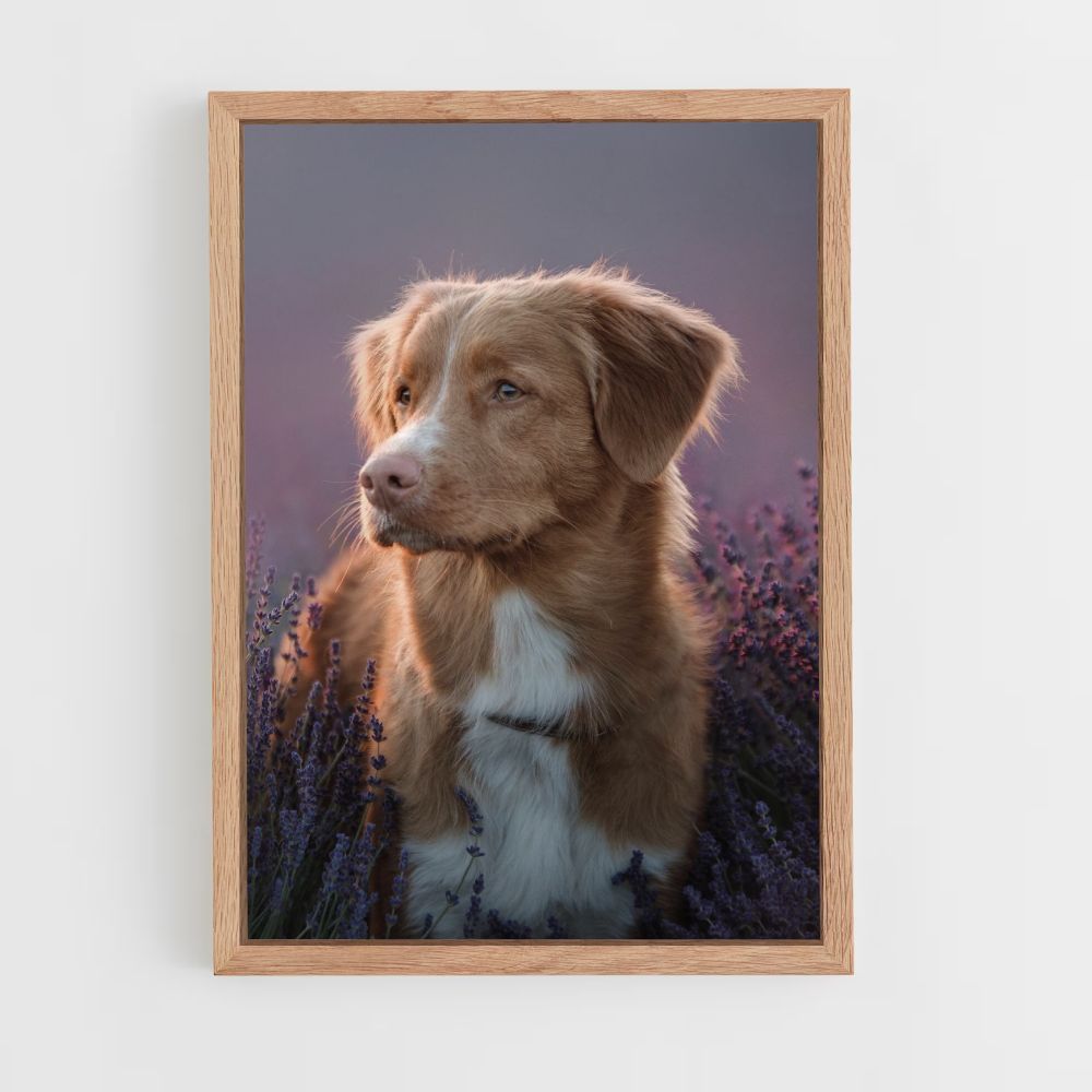 Lavender Dog Poster