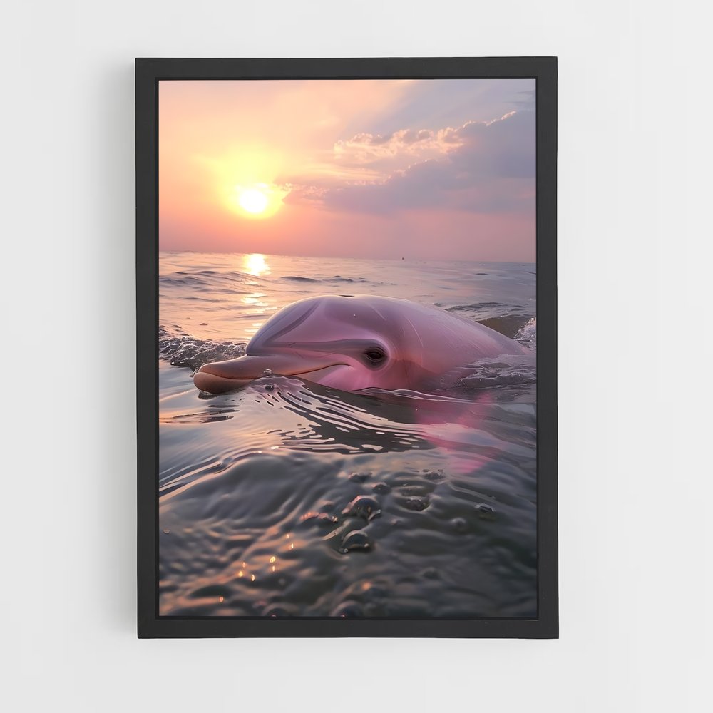 dolphin-5 cadre Noir