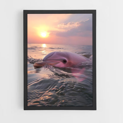 dolphin-5 cadre Noir