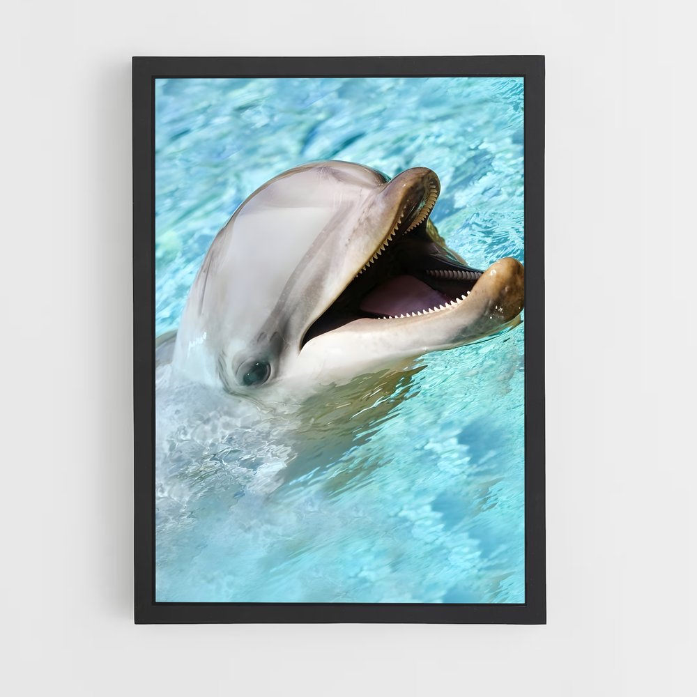 dolphin-7 cadre Noir