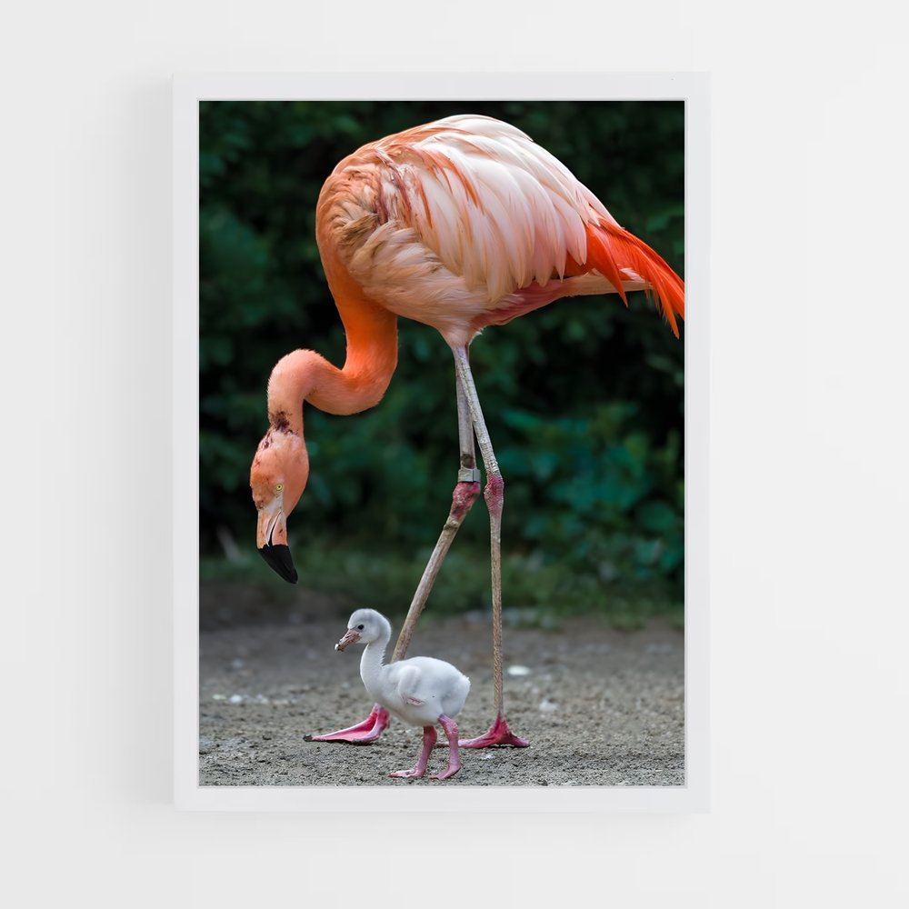 flamingo-1 cadre Blanc