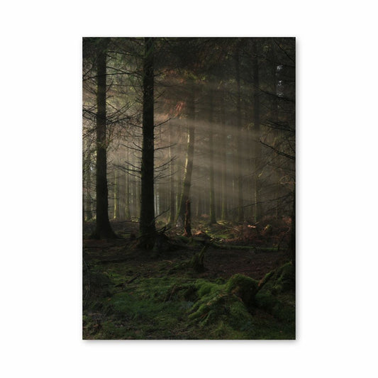 Dark Forest Poster