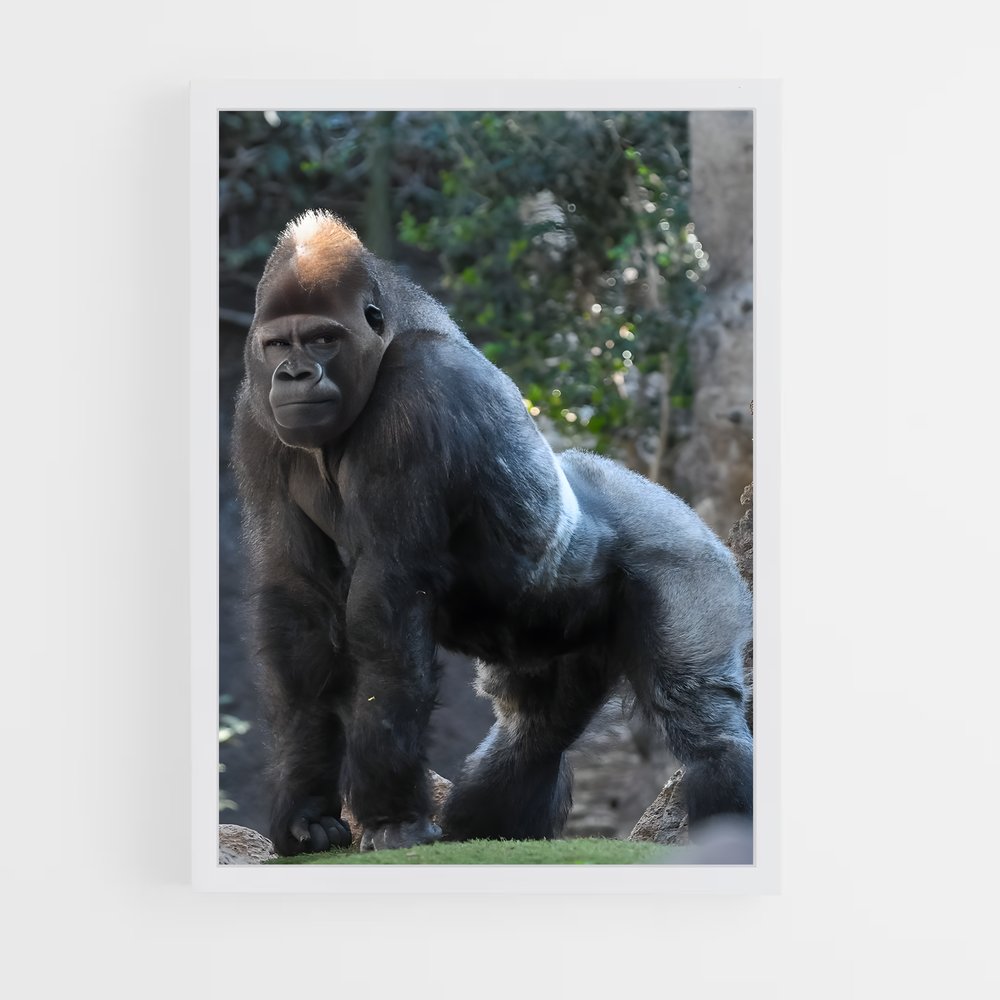 gorilla-4 cadre Blanc