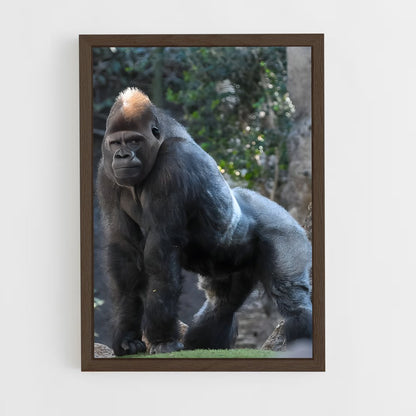 gorilla-4 cadre Bois foncé
