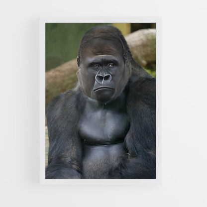 gorilla-7 cadre Blanc
