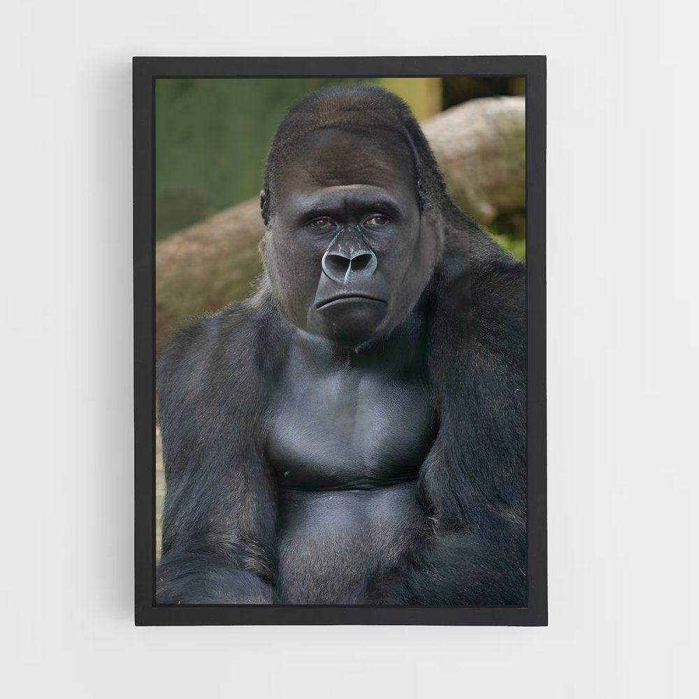 gorilla-7 cadre Noir