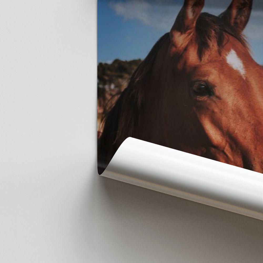 Brown Horses Poster