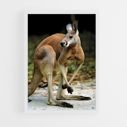kangaroo-7 cadre Blanc