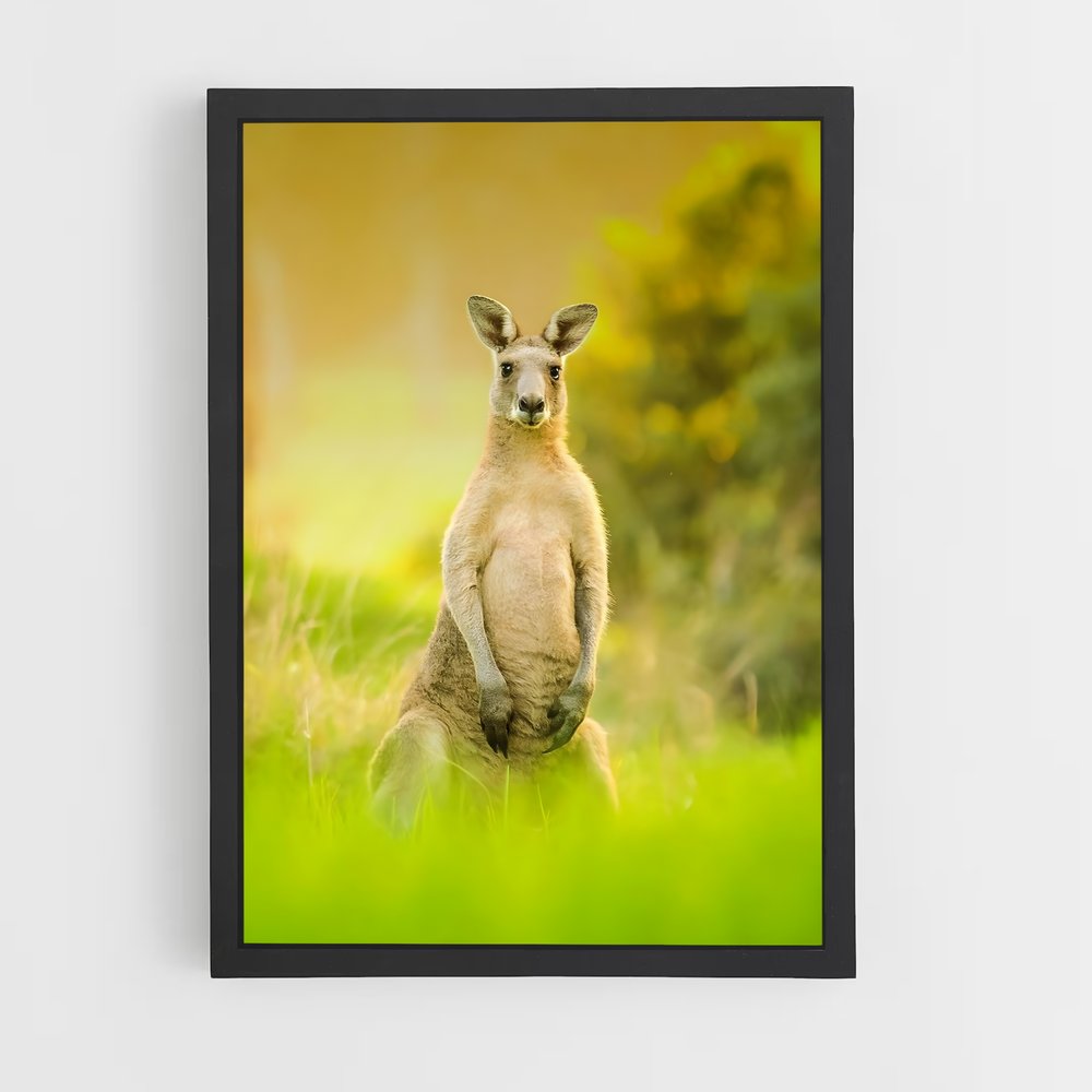 kangaroo-9 cadre Noir
