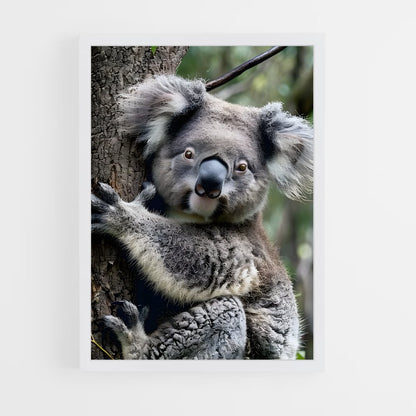 koala-1 cadre Blanc