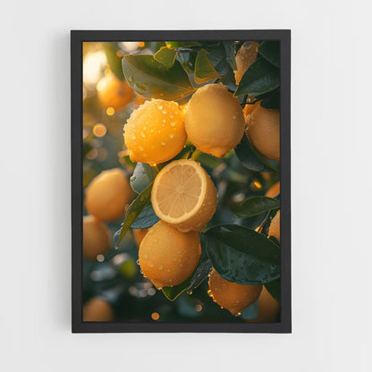 lemon-5 cadre Noir