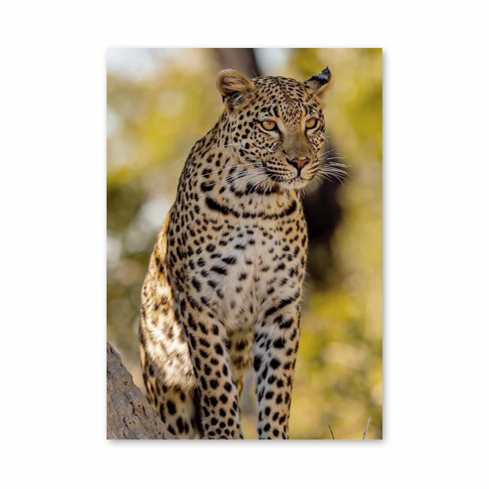 Leopard Shine Poster | Aesthetic Posters
