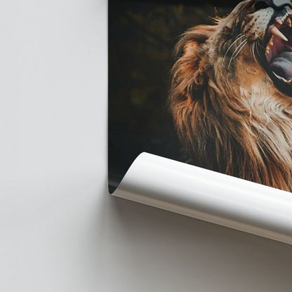 Poster Lion Yawns