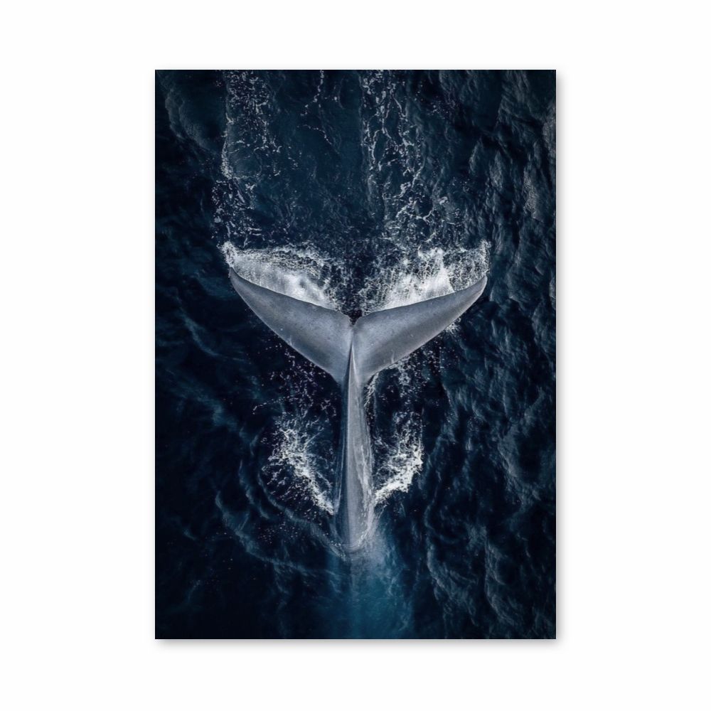 Whale Poster