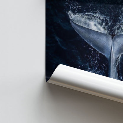 Whale Poster