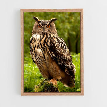 owl-5 cadre Bois clair
