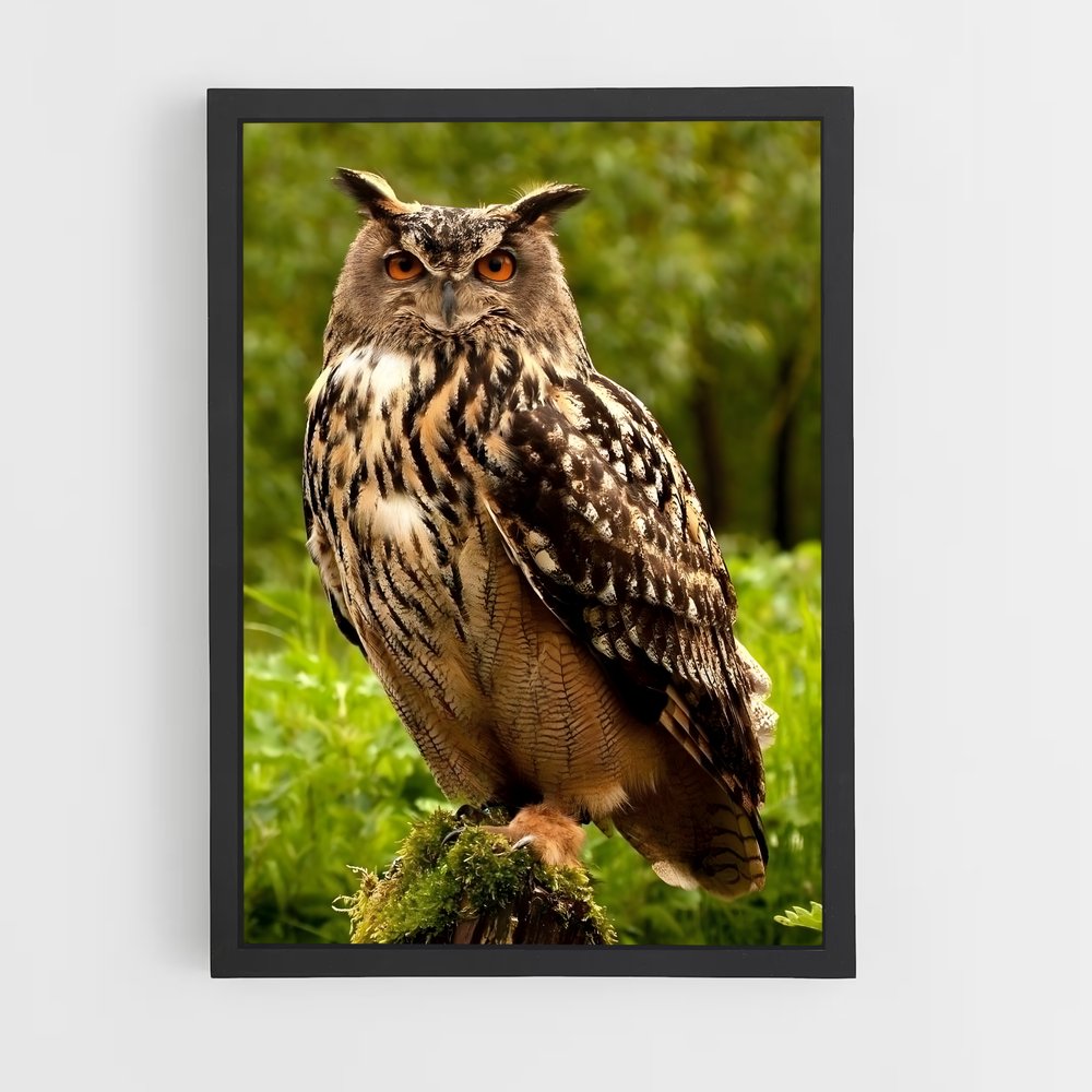 owl-5 cadre Noir