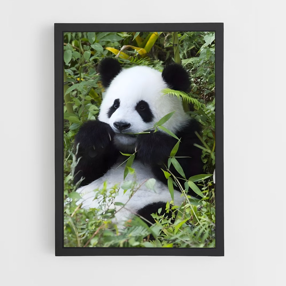panda-8 cadre Noir
