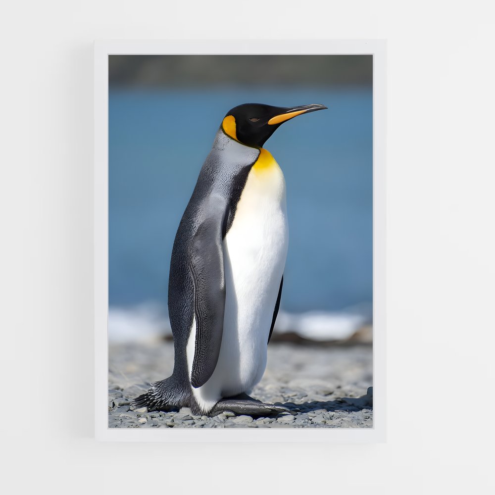 pingouin-9 cadre Blanc