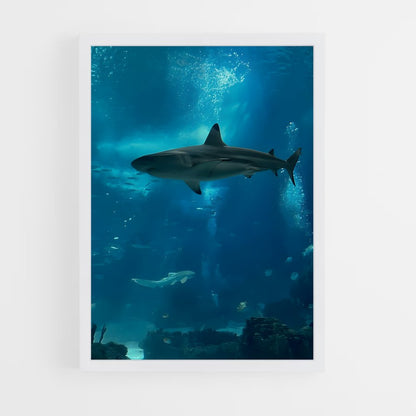 shark-6 cadre Blanc