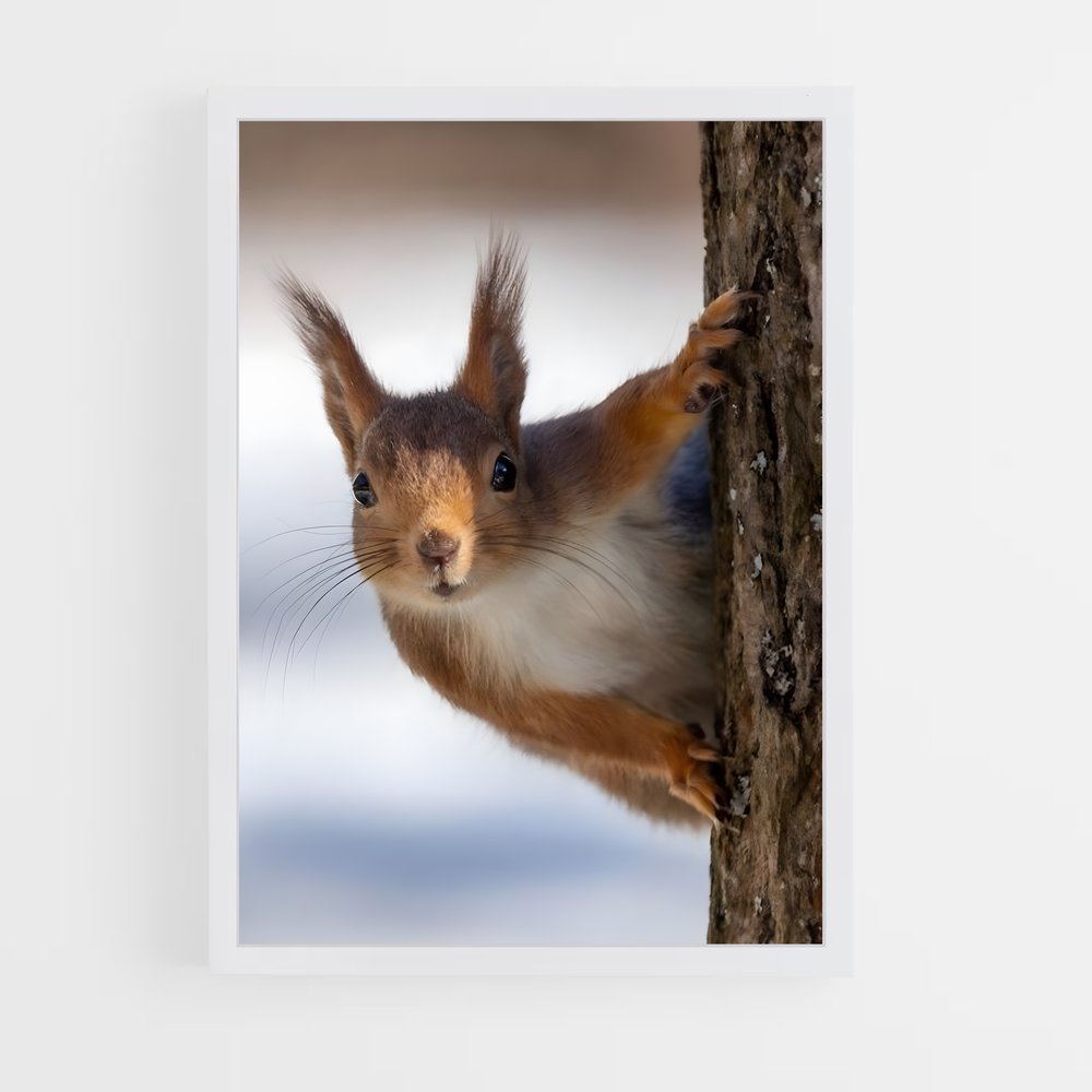 squirrel-1 cadre Blanc