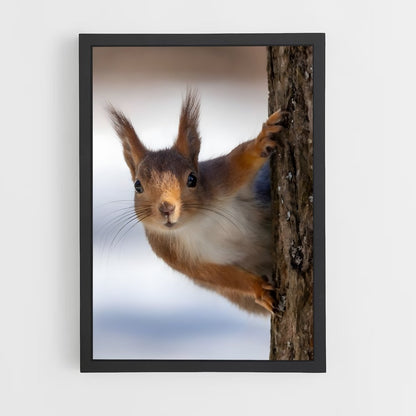 squirrel-1 cadre Noir