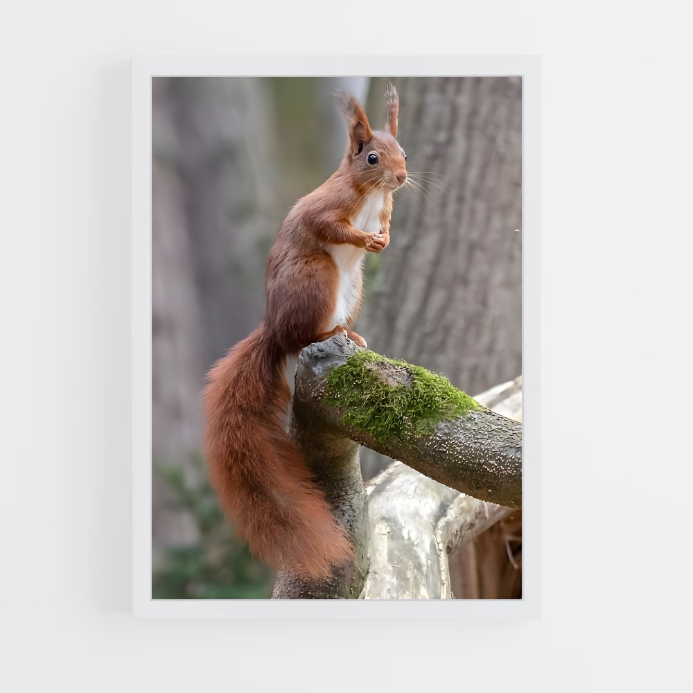 squirrel-2 cadre Blanc