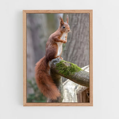 squirrel-2 cadre Bois clair