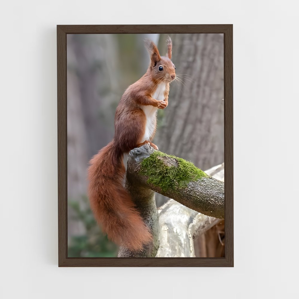 squirrel-2 cadre Bois foncé