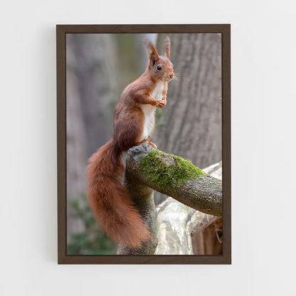 squirrel-2 cadre Bois foncé