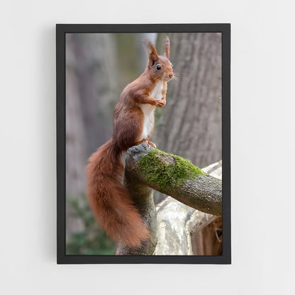 squirrel-2 cadre Noir