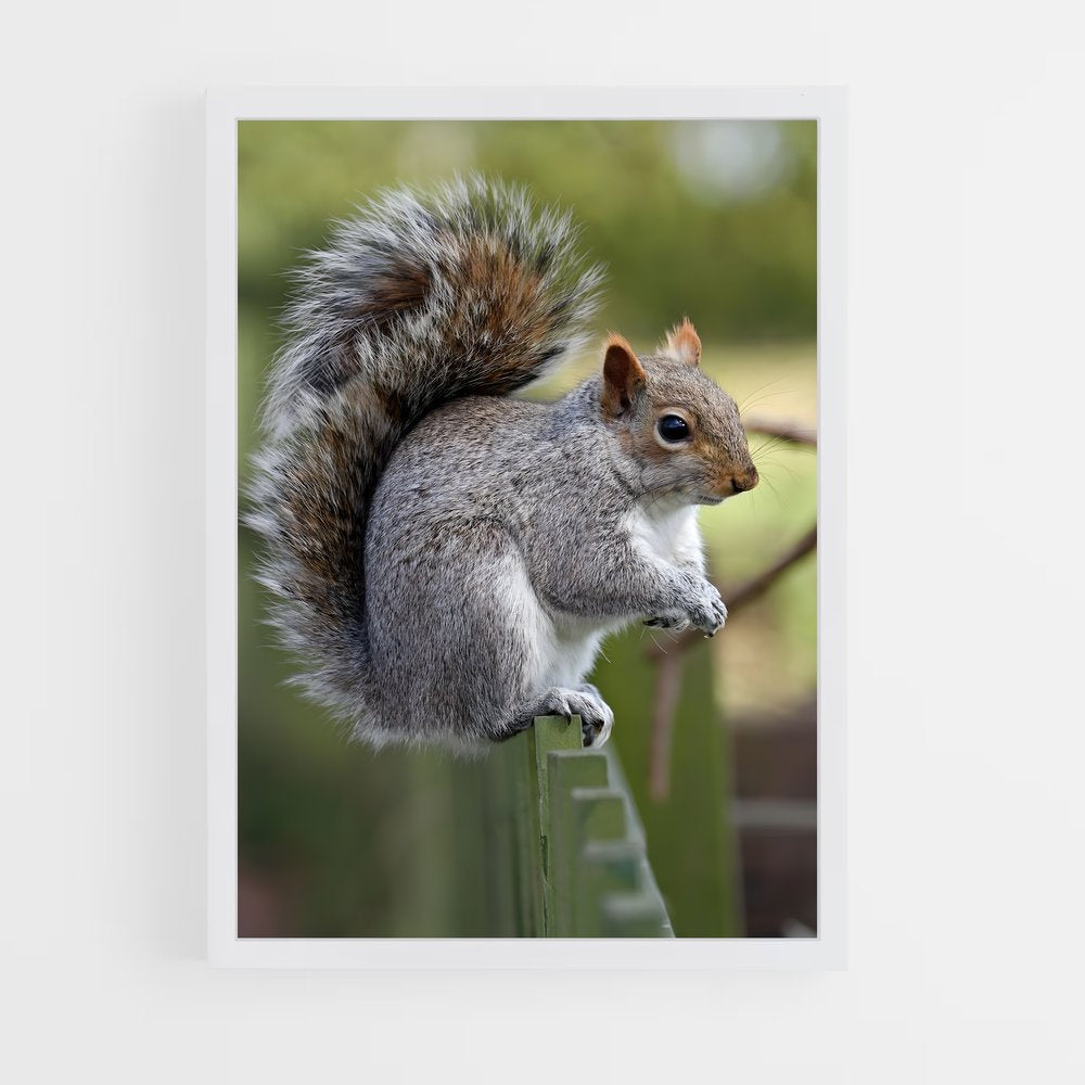 squirrel-3 cadre Blanc