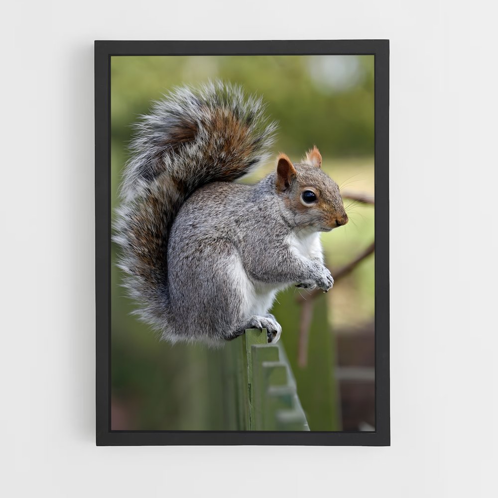 squirrel-3 cadre Noir