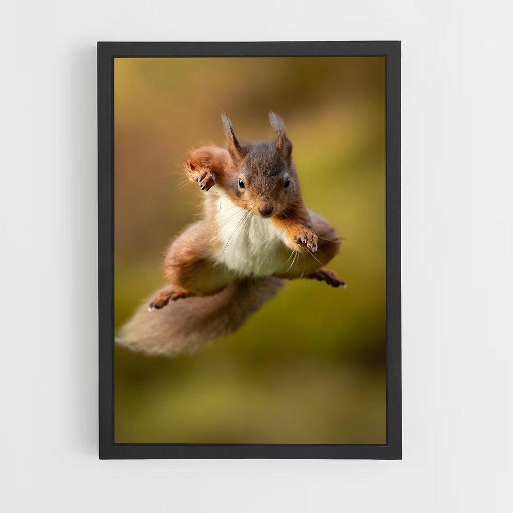 squirrel-4 cadre Noir