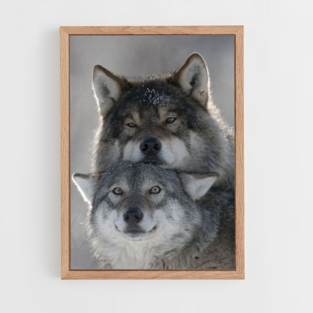 Poster Loup Mignons