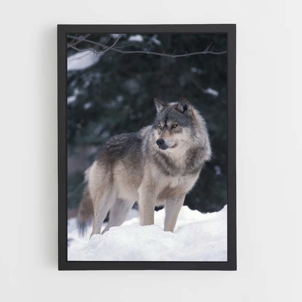 Winter Wolf Poster