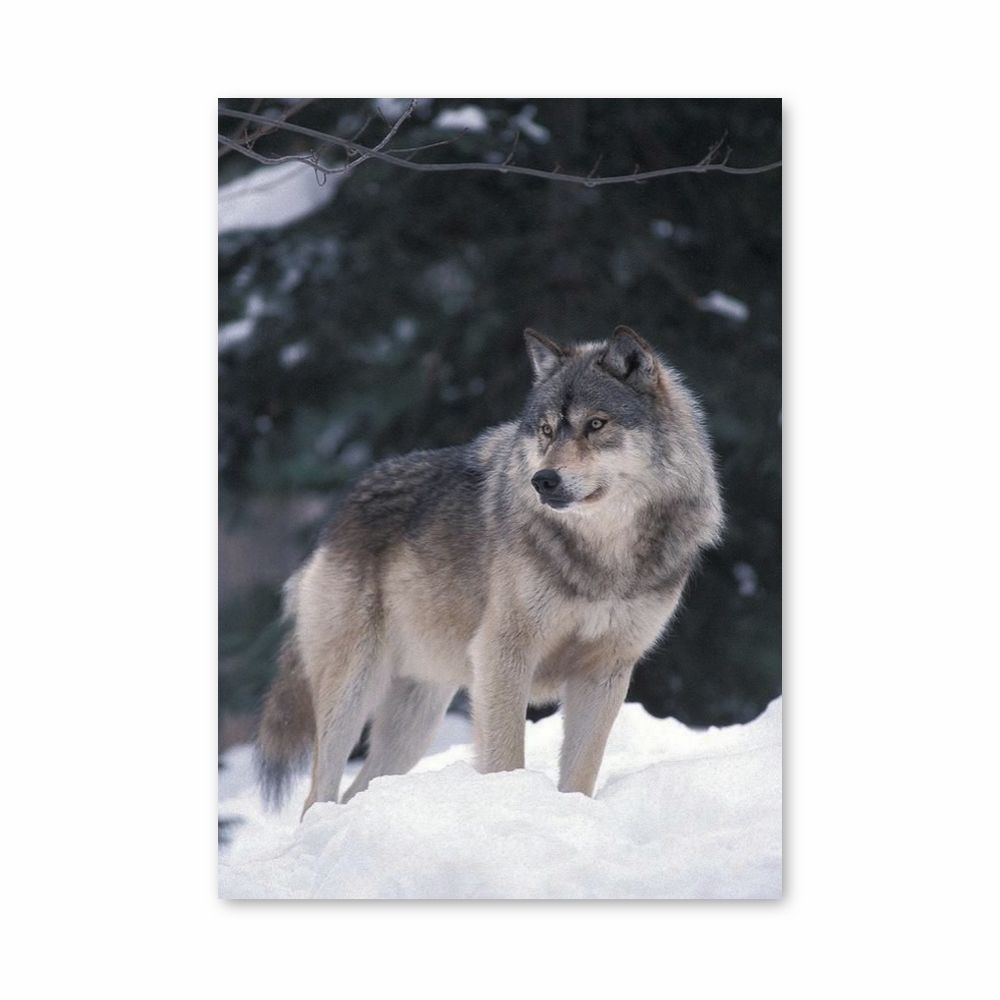 Winter Wolf Poster