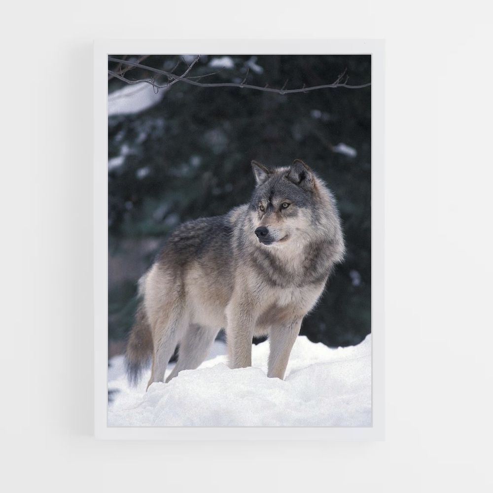 Winter Wolf Poster