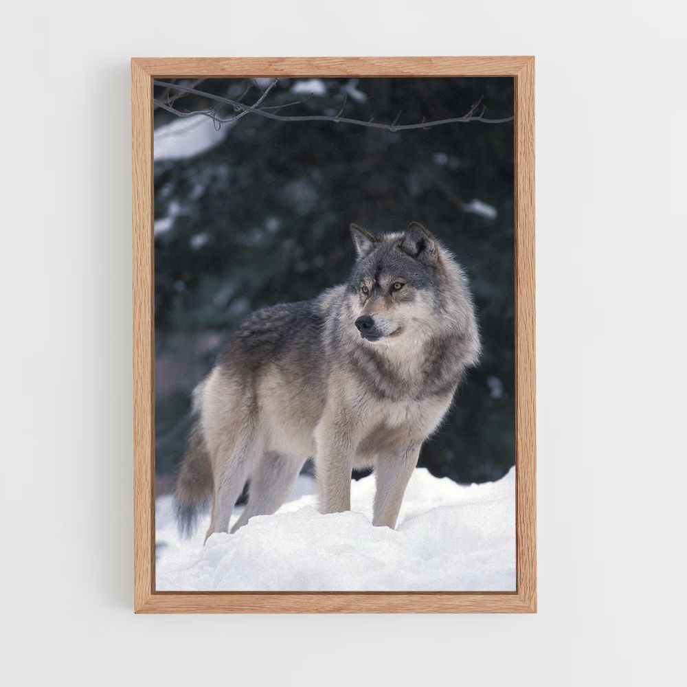 Winter Wolf Poster