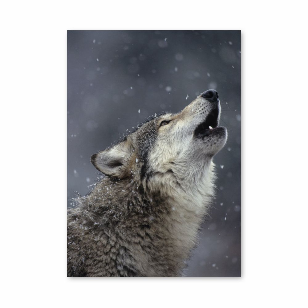 Singing Wolf Poster