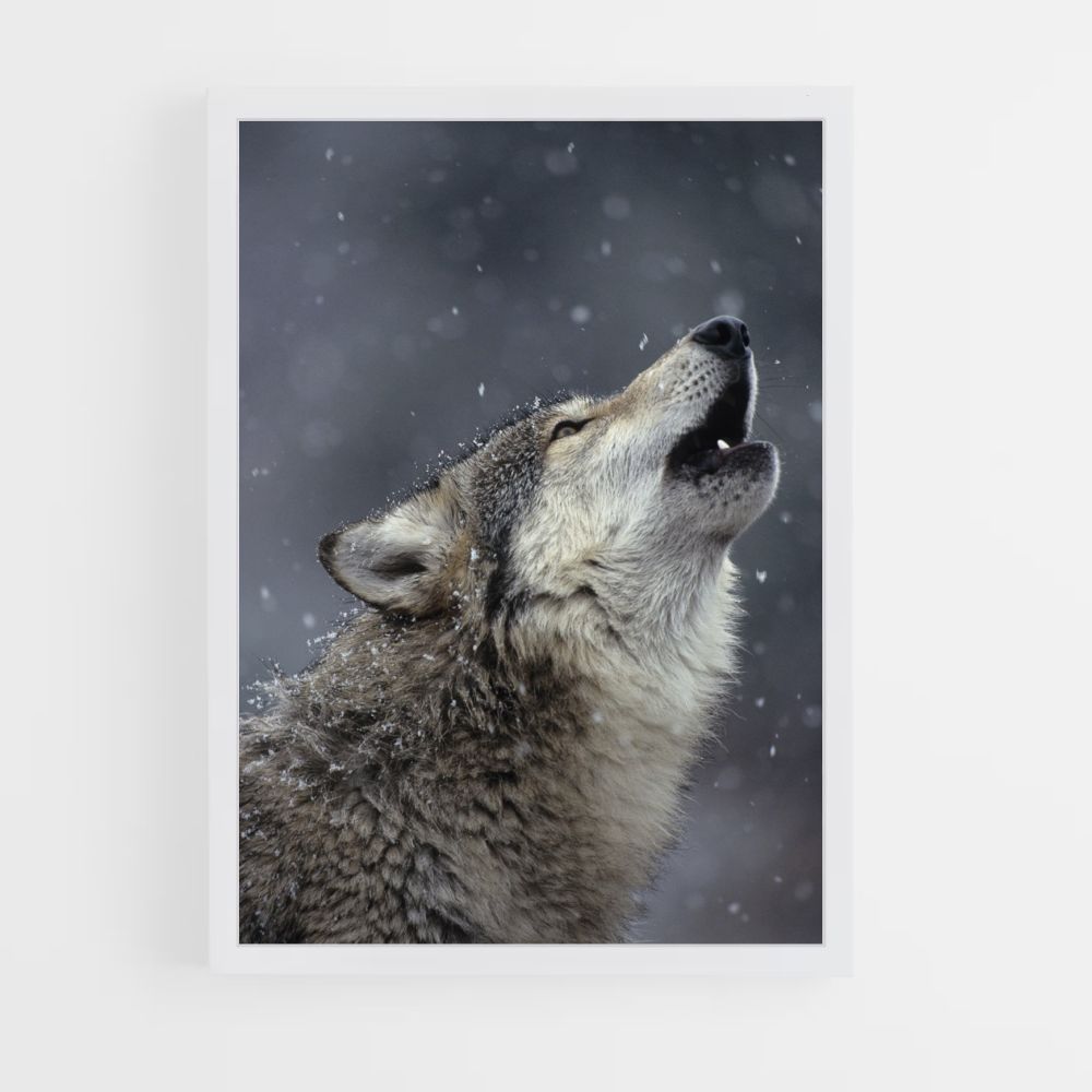 Singing Wolf Poster