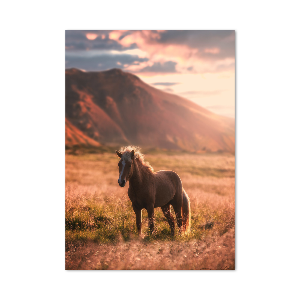 Poster Cheval Nature